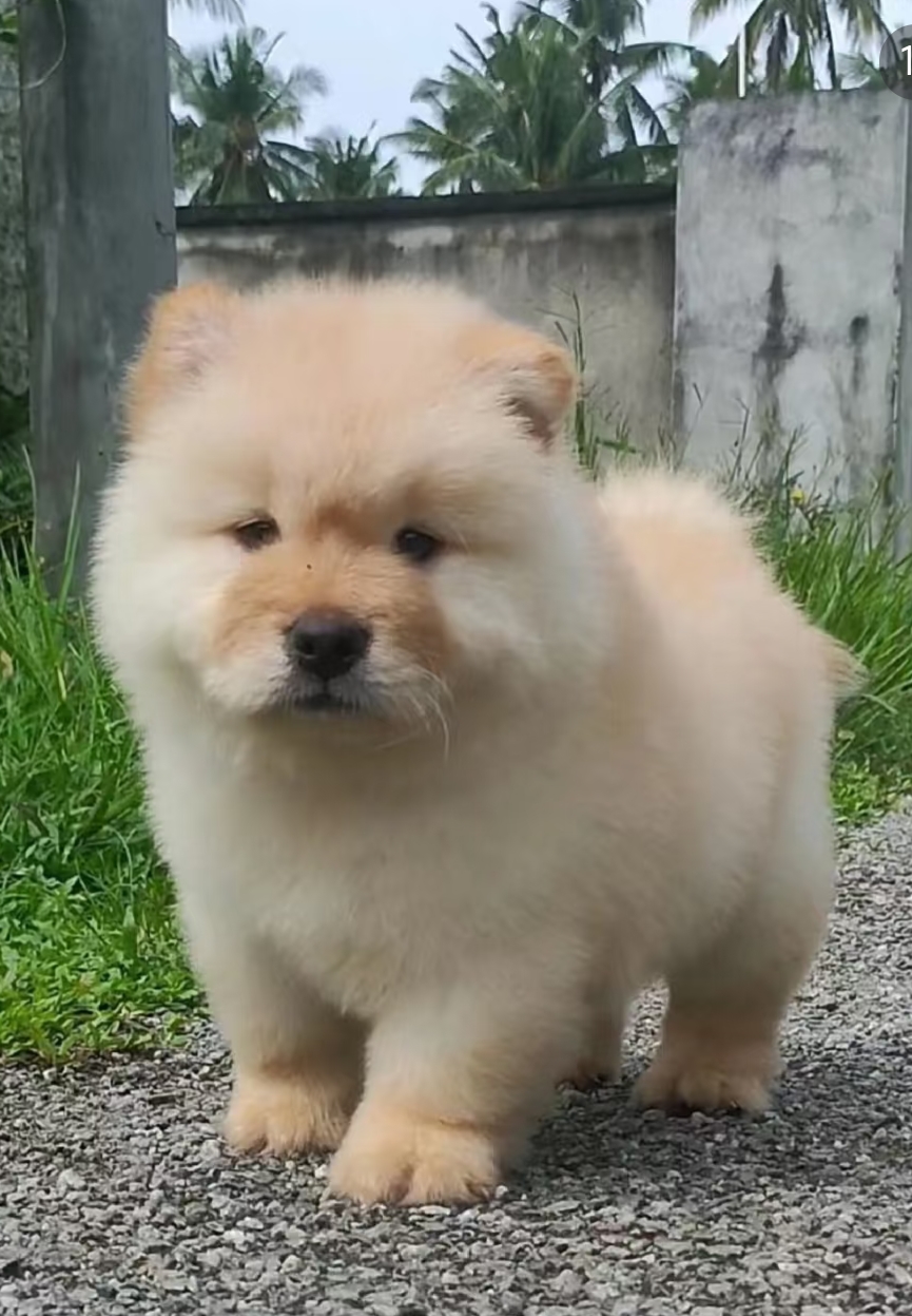 松狮